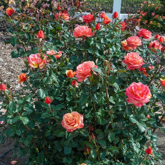 Anna's Promise - Weeks Rose