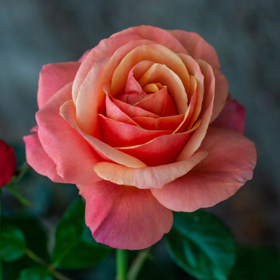 Anna's Promise - Weeks Rose