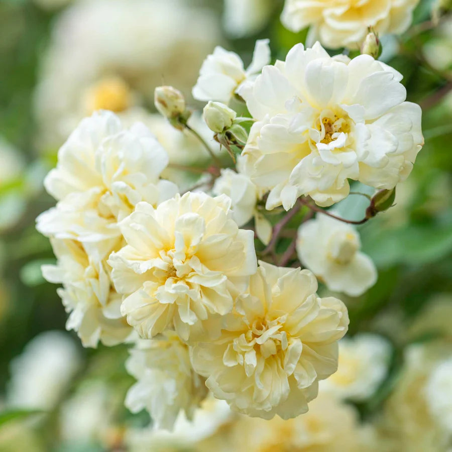 Malvern Hills - David Austin Rose