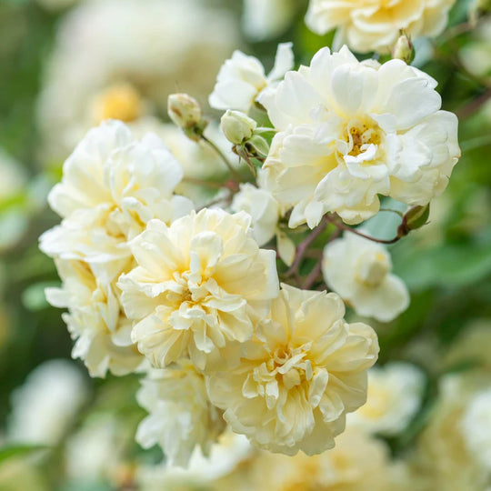 Malvern Hills - David Austin Rose