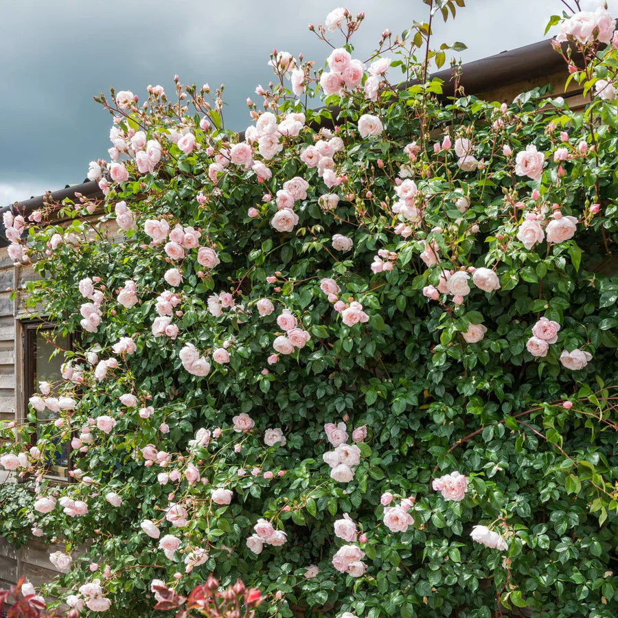 The Generous Gardener - David Austin Rose