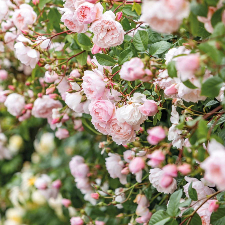 The Generous Gardener - David Austin Rose