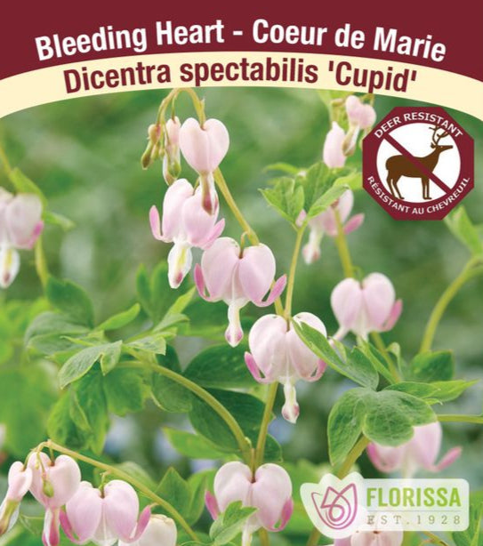 Bleeding Heart - Cupid, 1 Pack