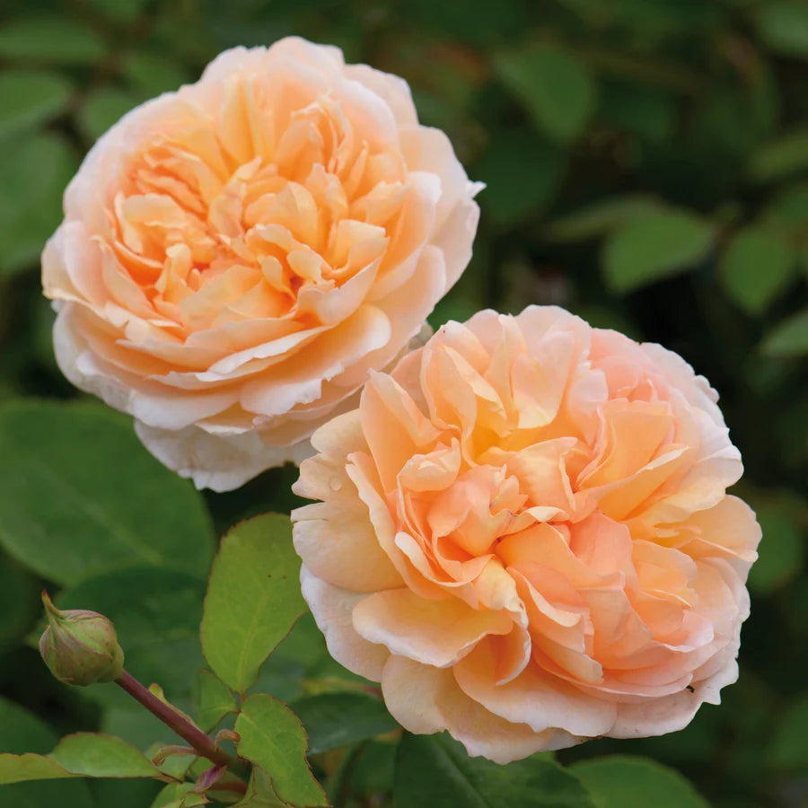 レディ￼ーカーテン The Lady Gardener | Shrub | David Austin Rose – Wildwood Outdoor