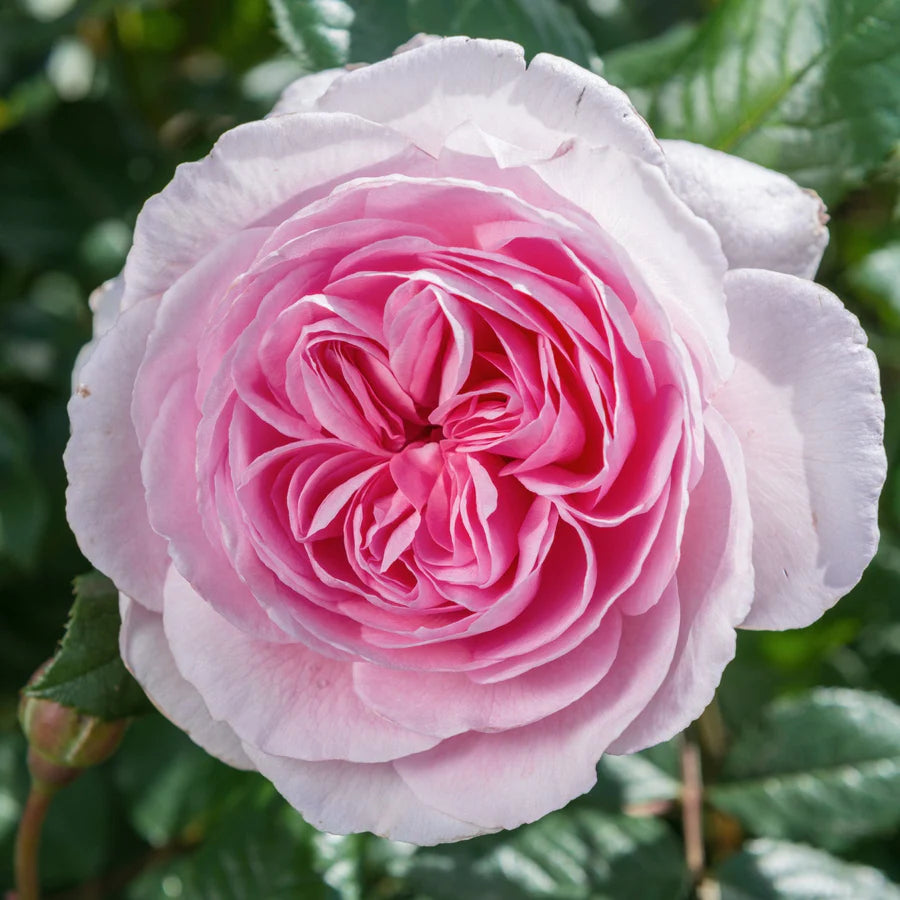 The Ancient Mariner | Shrub | David Austin Rose – Wildwood Outdoor