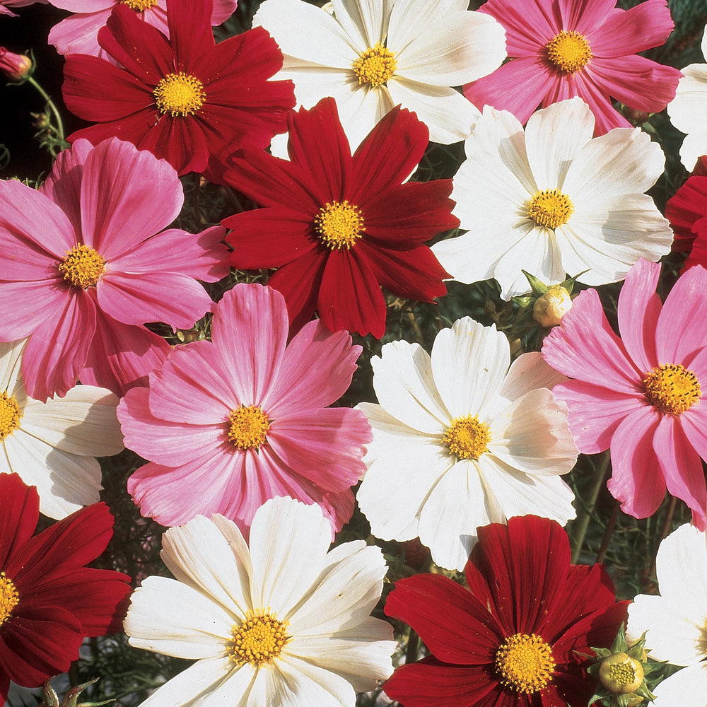 Cosmos Gazebo Mix - Burpee Seeds