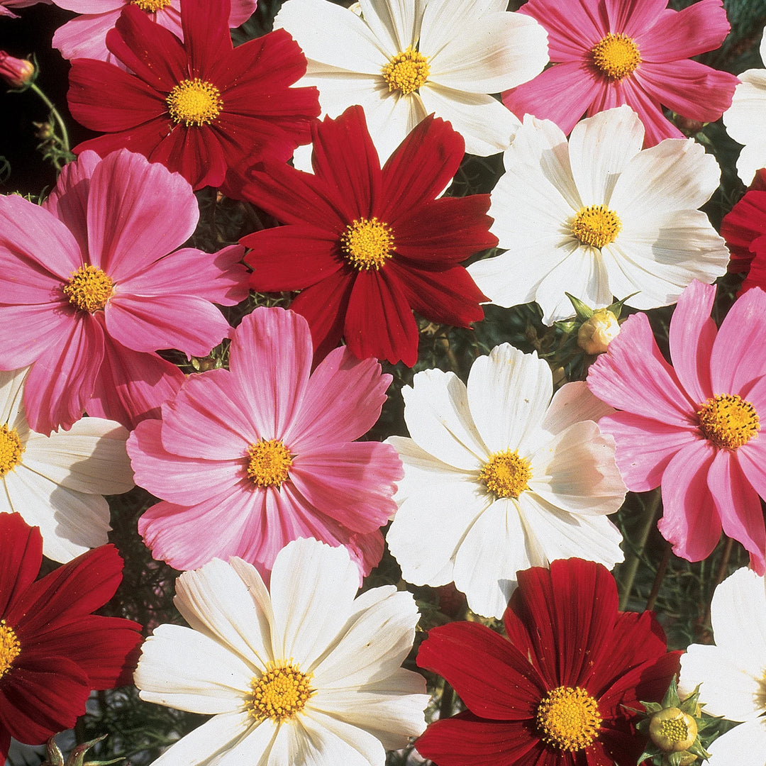 Cosmos Gazebo Mix - Burpee Seeds