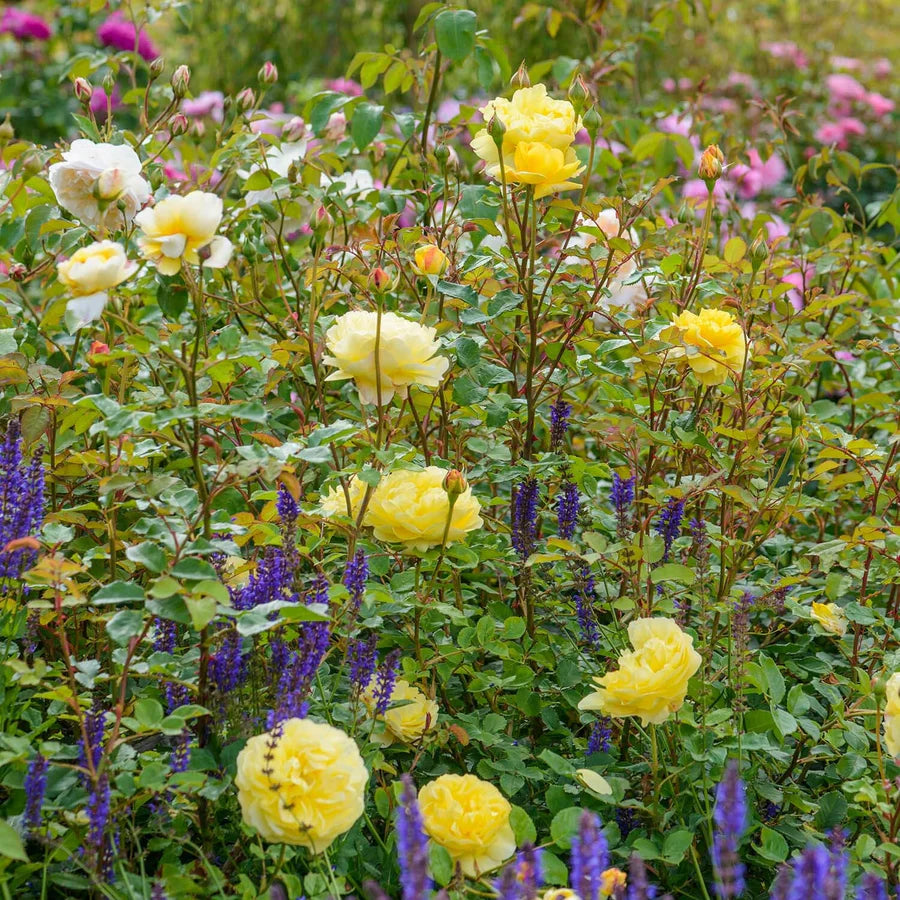 The Poet's Wife - David Austin Rose