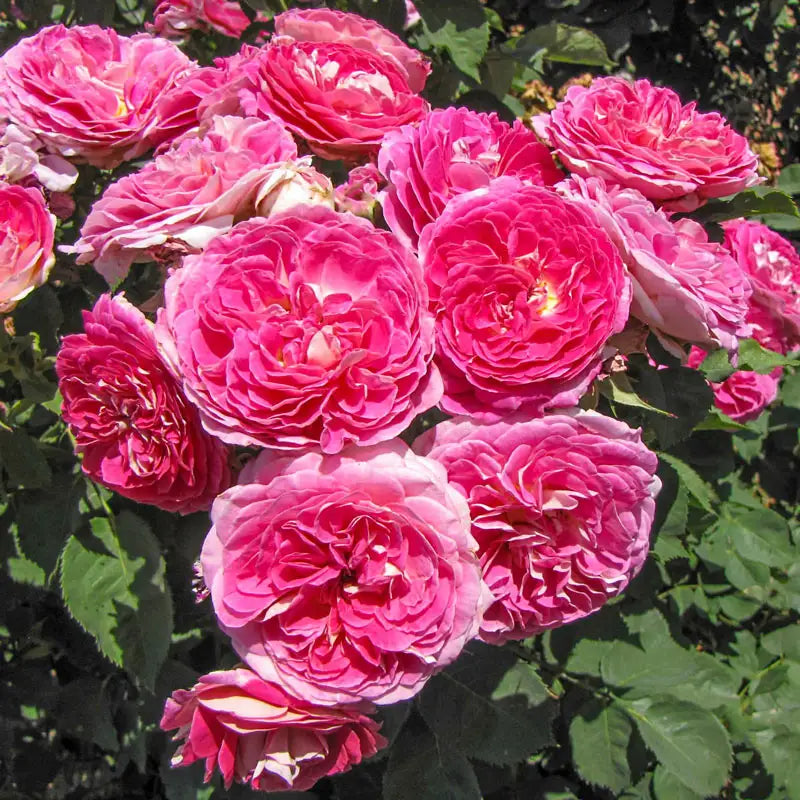 Fashion Forward - Weeks Rose