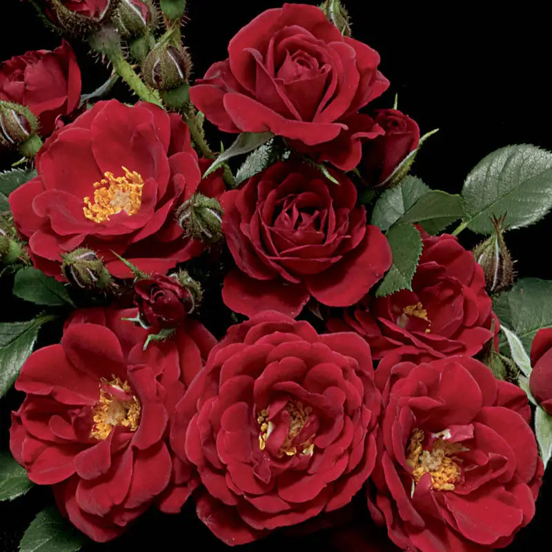 Warm & Fuzzy - Weeks Rose