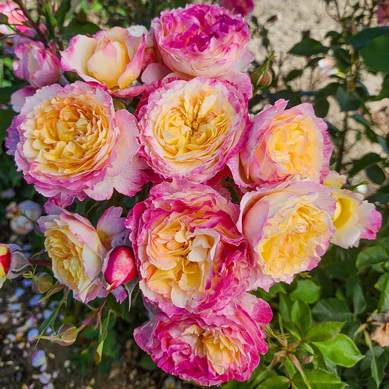 Living The Dream - Weeks Rose