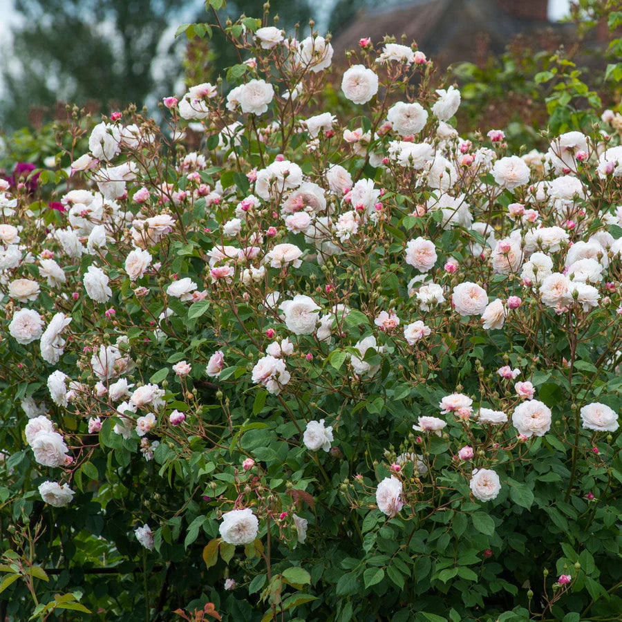 The Albrighton Rambler - David Austin Rose