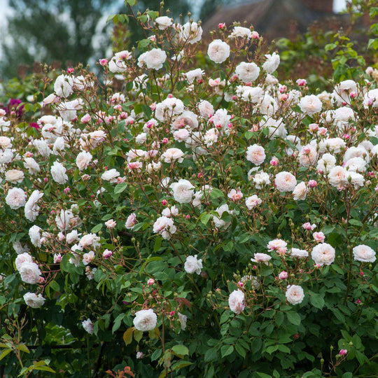 The Albrighton Rambler - David Austin Rose