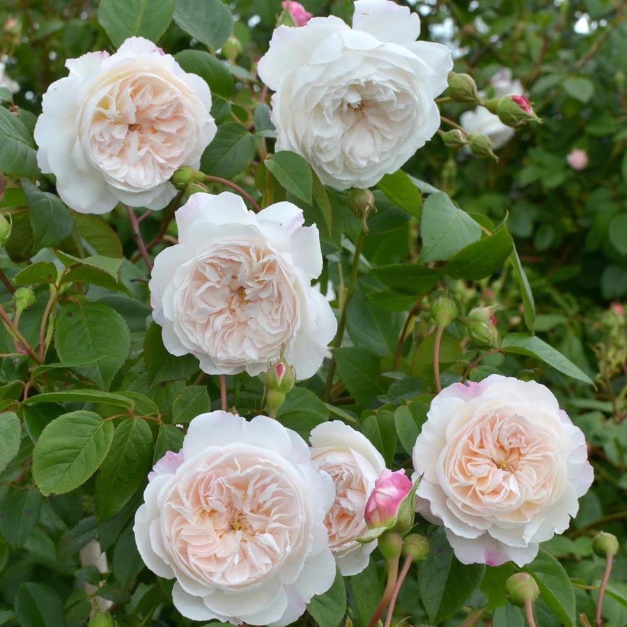 The Albrighton Rambler - David Austin Rose