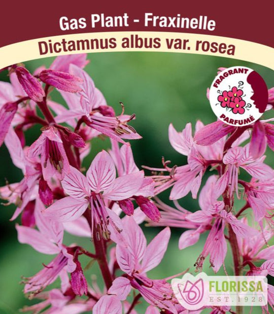 Gas Plant - Dictamnus albus var. roseus, 1 Pack