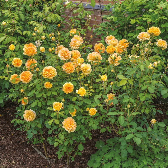 Molineux - David Austin Rose