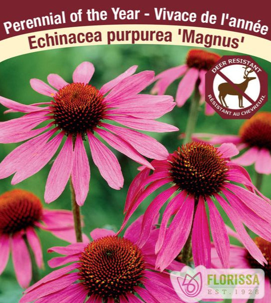 Echinacea purpurea Magnus, 1 Pack