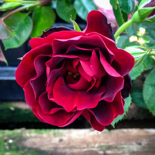 AC Navy Lady - Cold Hardy Rose