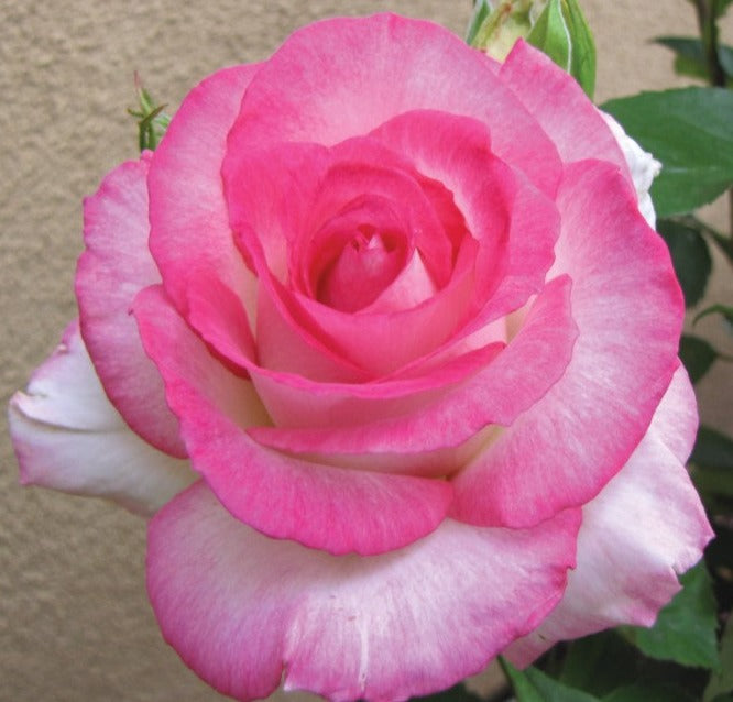 Angelic Veil - Weeks Rose