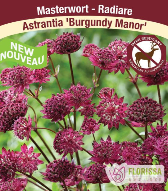 Astrantia - Burgundy Manor, 1 Pack
