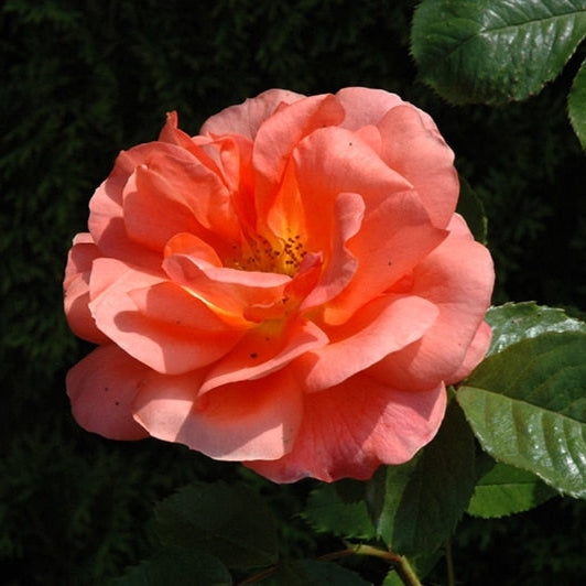 Above All - Weeks Rose