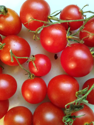 Tomato Ailsa Craig - Eagleridge Seeds