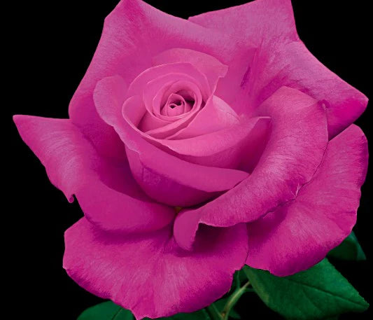 All My Loving - Weeks Rose