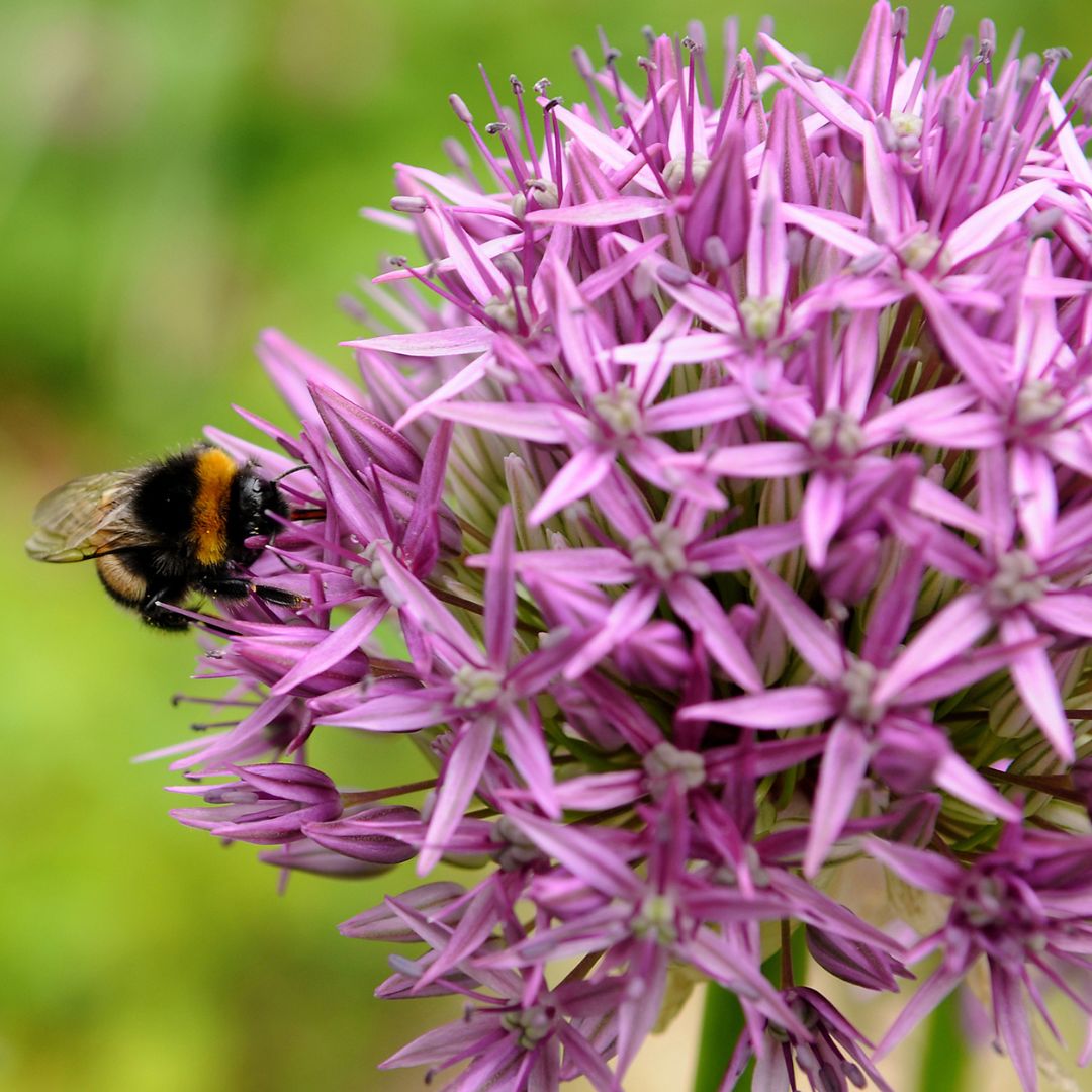 Allium - Purple Sensation, BONUS 10 Pack