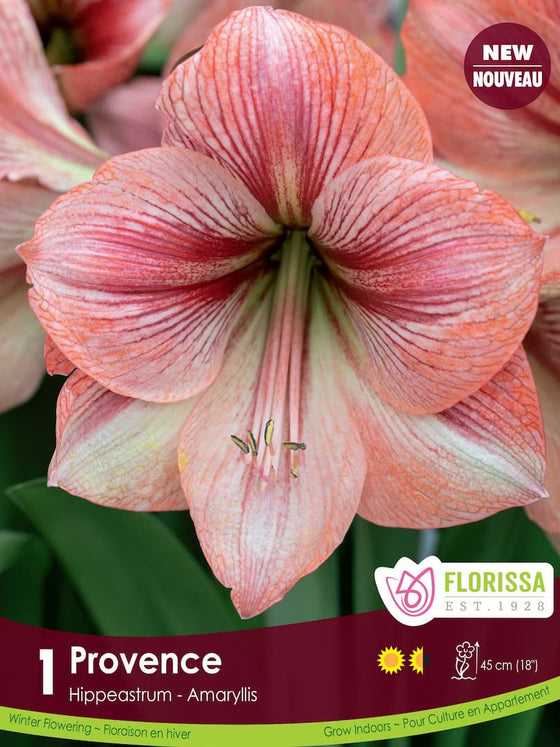 Amaryllis - Provence