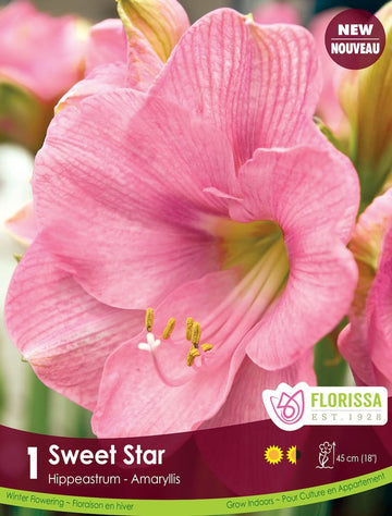 Amaryllis - Sweet Star