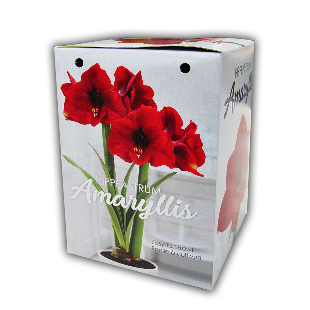 Amaryllis Gift Kit