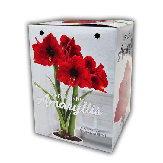 Amaryllis Gift Kit