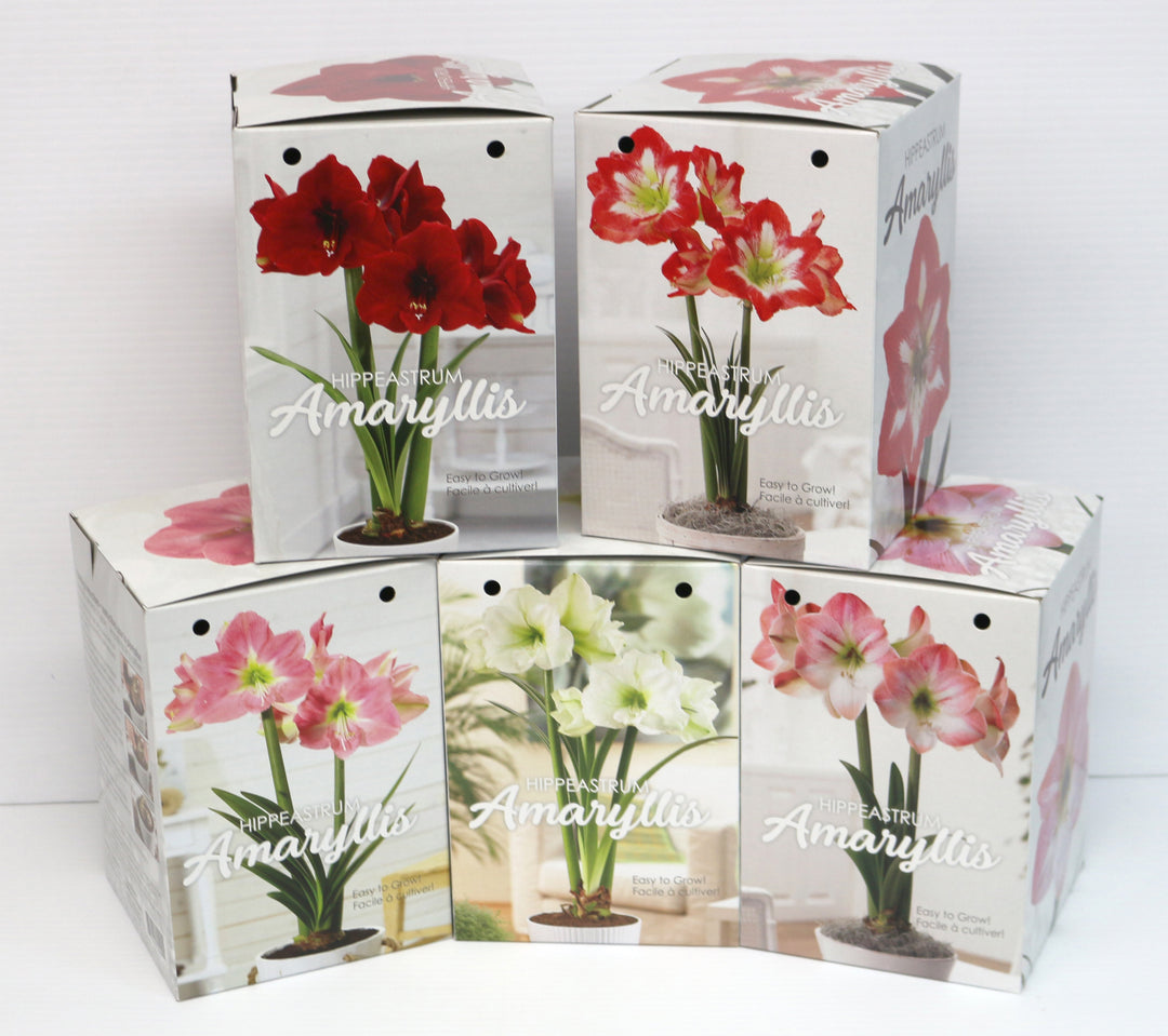 Amaryllis Gift Kit