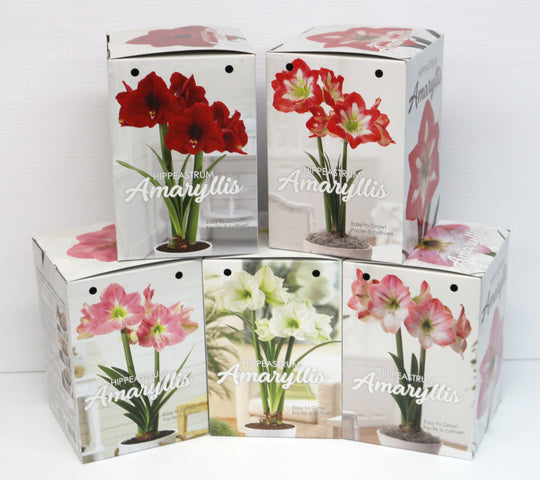 Amaryllis Gift Kit