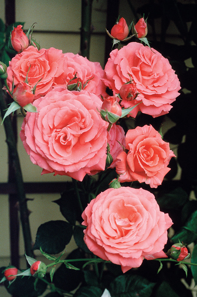 America - Star Roses and Plants