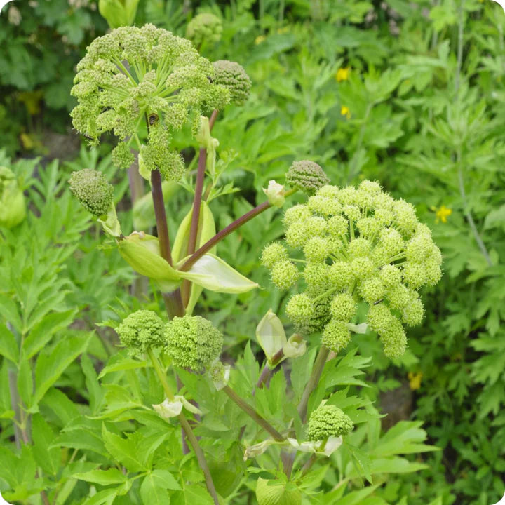 Angelica - Mr. Fothergill's Seeds
