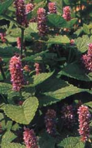 Anise - Ontario Seed Company