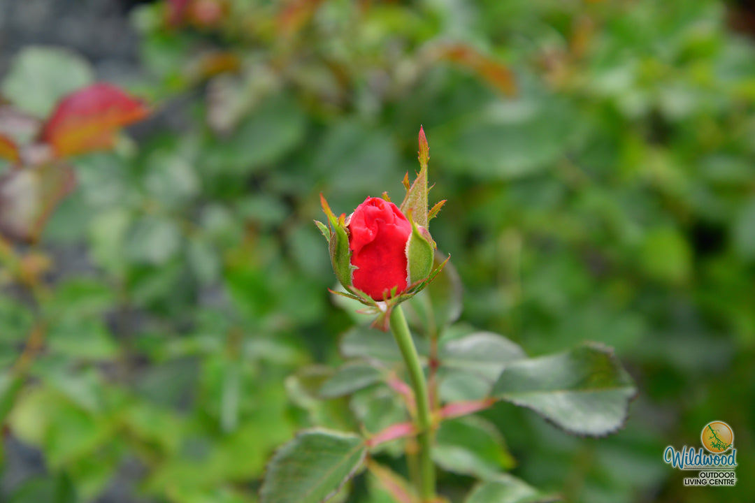 Anna's Promise - Weeks Rose