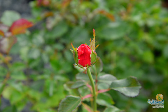 Anna's Promise - Weeks Rose