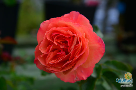 Anna's Promise - Weeks Rose