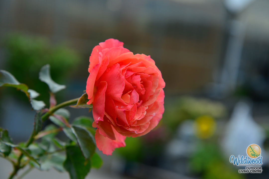 Anna's Promise - Weeks Rose