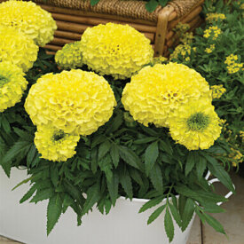 Marigold Antigua Primrose - Ontario Seed Company