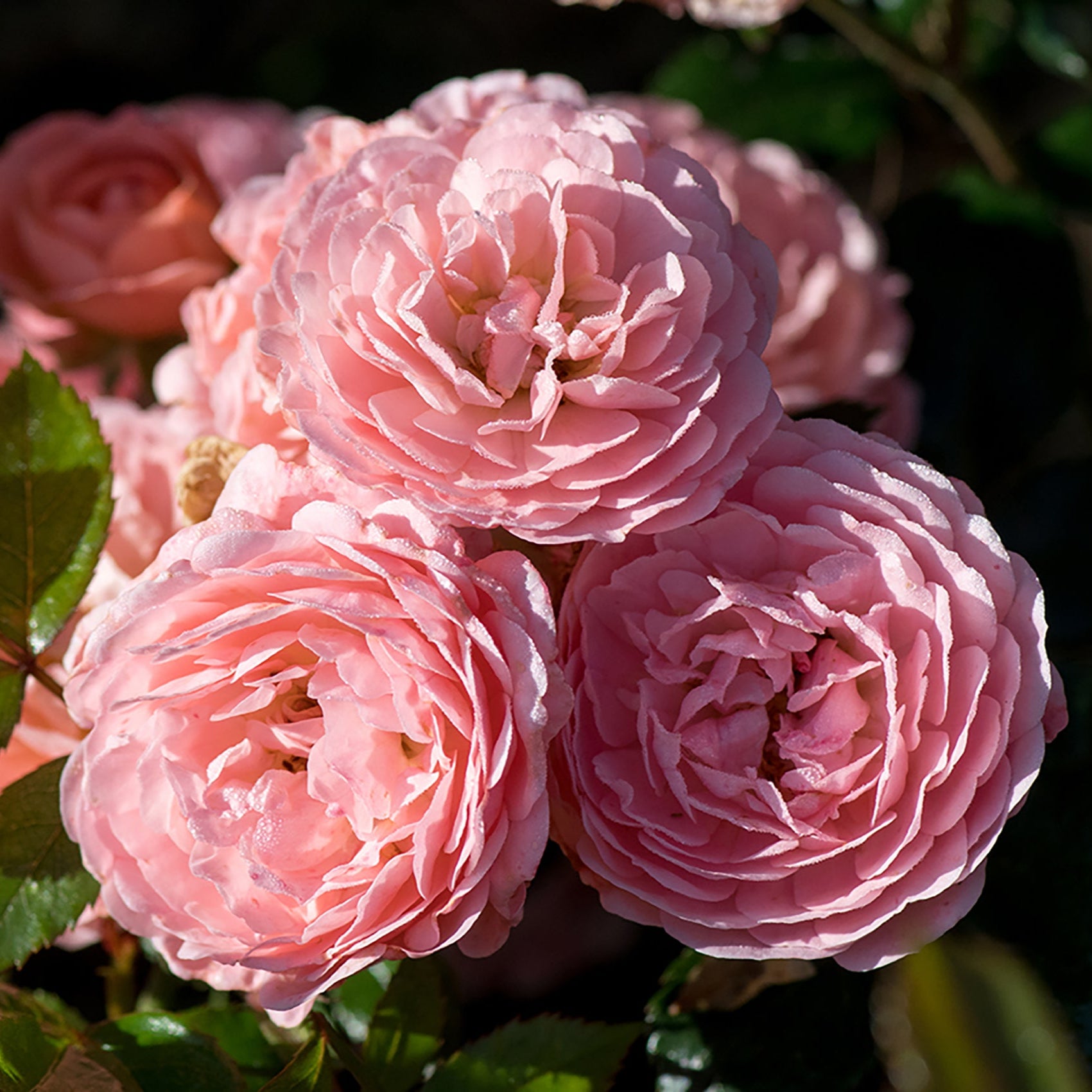 Apricot Drift - Star Roses and Plants – Wildwood Outdoor Living