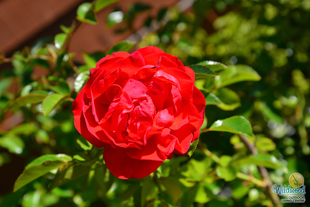 Arborose® Florentina™ - Kordes® Roses