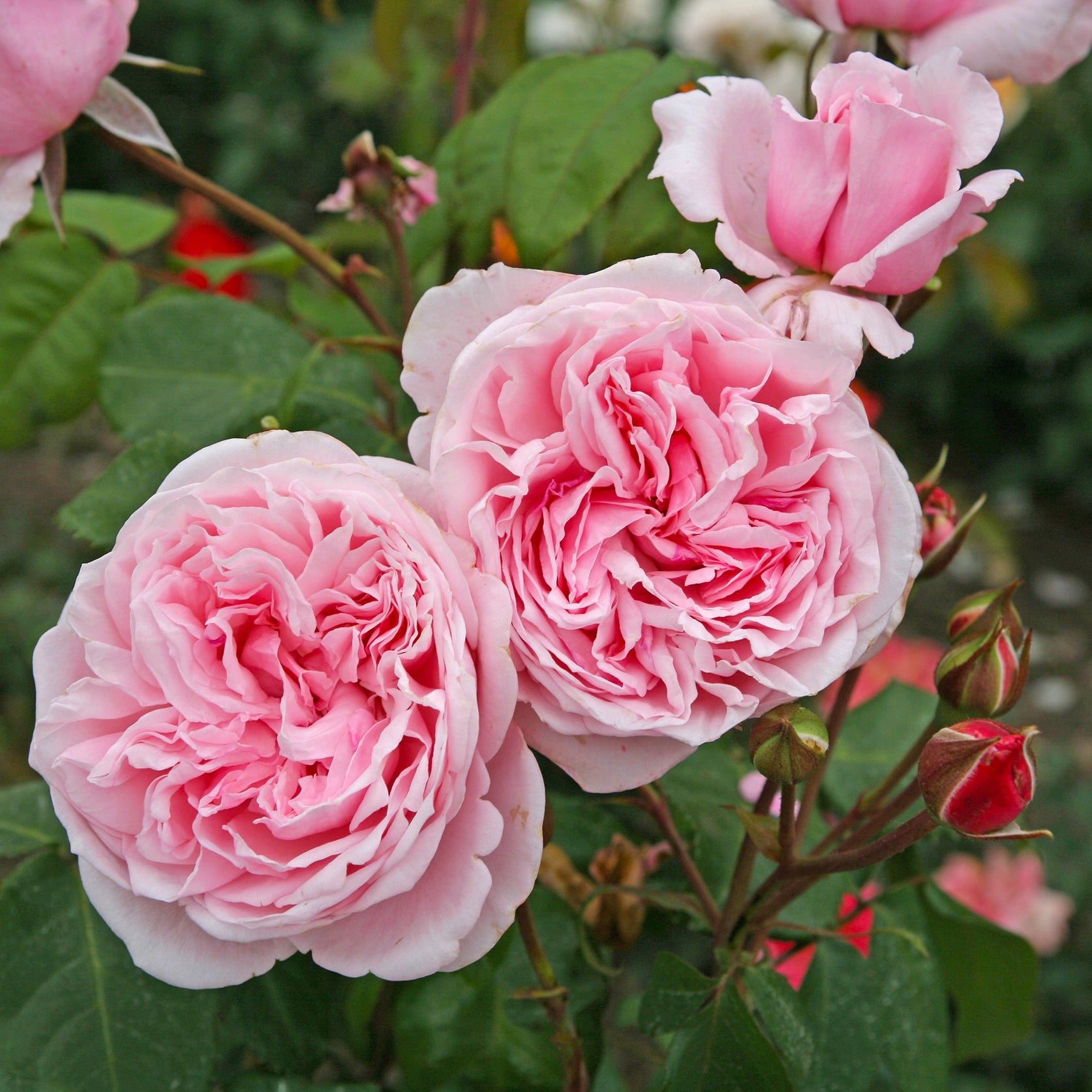 Arborose® Kiss Me Kate™ - Kordes® Roses – Wildwood Outdoor Living
