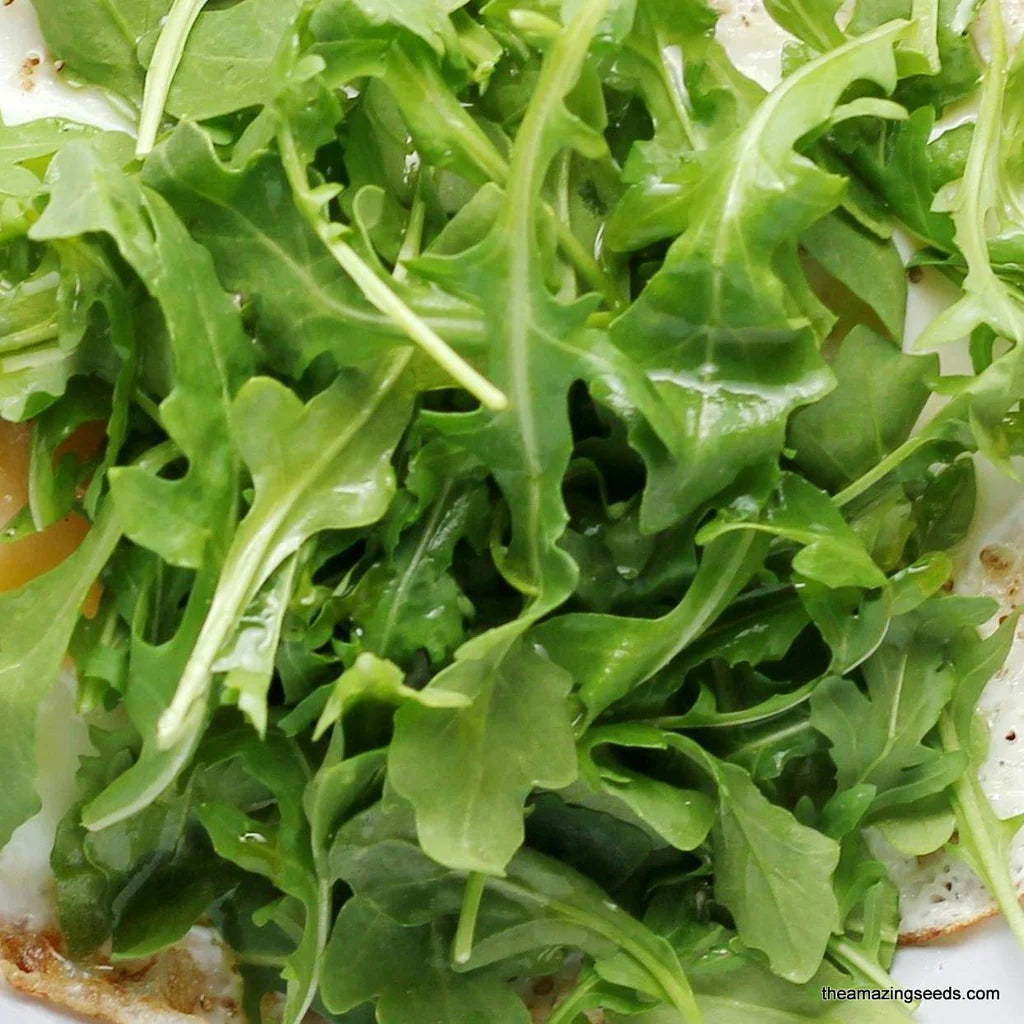 Arugula Rocket - Pacific Northwest Seeds