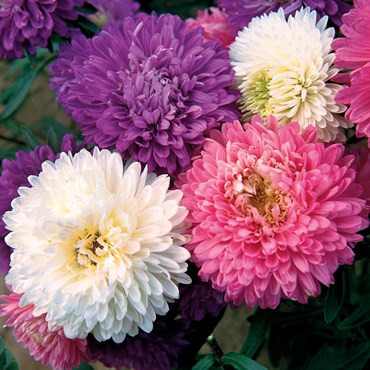 Aster Powderpuff Bouquet Mix - Pacific Northwest Seeds