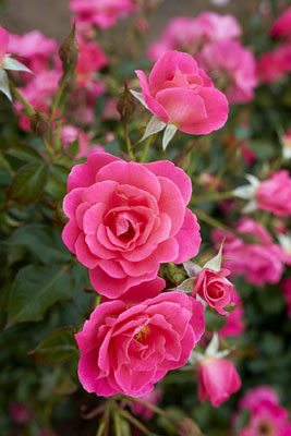 Aurora Borealis - Cold Hardy Rose