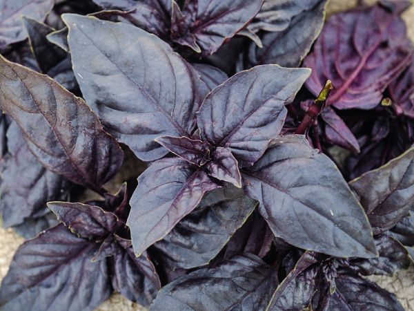 Basil Dark Opal - Pacific Northwest Seeds