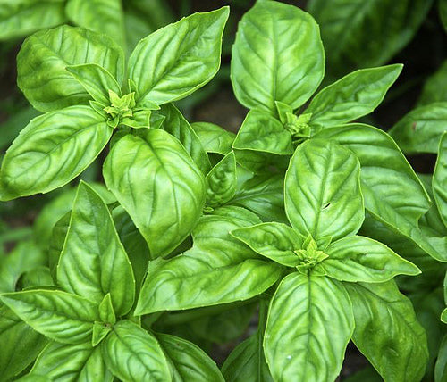 Basil Sweet - Pacific Northwest Seeds